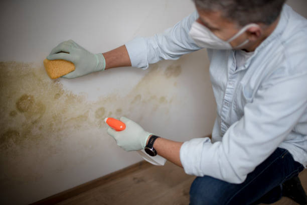 Best Attic Mold Remediation in Lutcher, LA